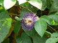 Maypop